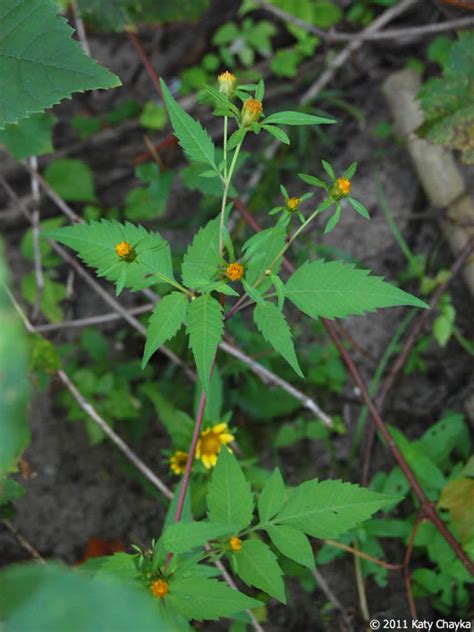 Bidens frondosa (Devil's Beggarticks): Minnesota Wildflowers