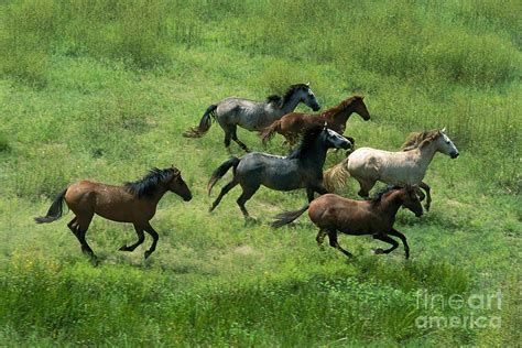 Feral Horses Brumbies Photograph by Jean-Paul Ferrero