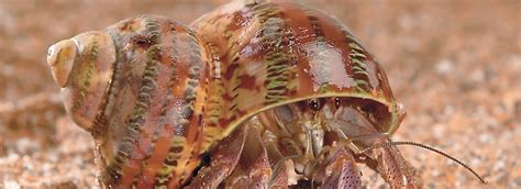 Hermit Crab Care Guide - Tips, Supplies, and FAQs | PetSmart