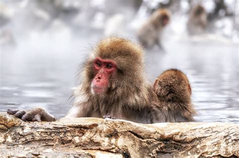 Snow Monkey in Hot Onsen stock image. Image of beauty - 269571013