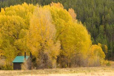 Wyoming State Tree - Plains Cottonwood | Wyoming, Wyoming state, Cottonwood