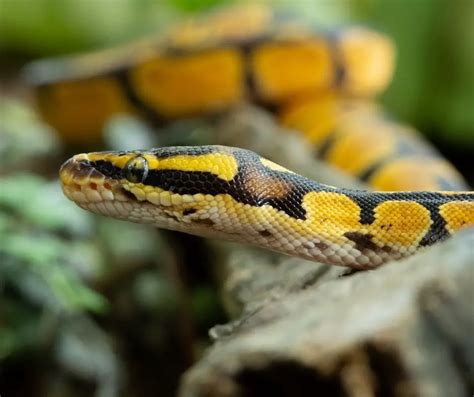 Python Snake Facts for Kids - KonnectHQ