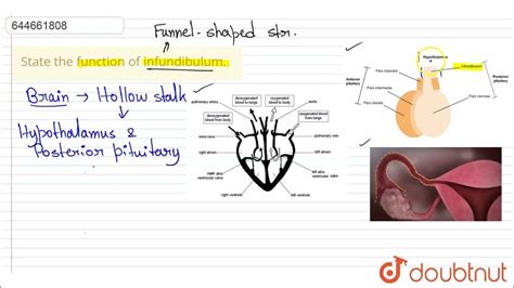 State the function of infundibulum. | 12 | HUMAN REPRODUCTION | BIOLOGY ...