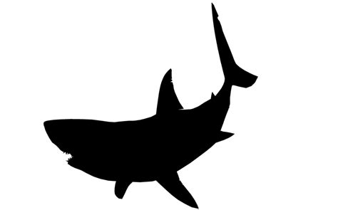 Clipart shark baby shark, Clipart shark baby shark Transparent FREE for download on ...