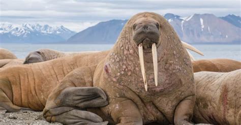 Discover The Largest Pacific Walrus Ever Caught In Alaska - A-Z Animals