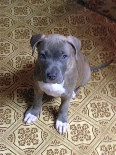 Blue Nose Brindle Pitbull - InfoRekomendasi.com