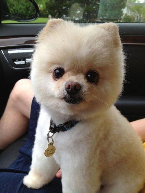 roberthuddlestone (With images) | Cute pomeranian, Pomeranian puppy, Pomeranian dog