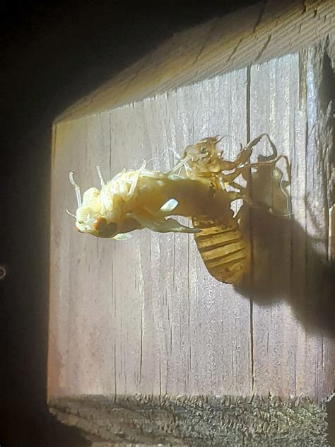 A cicada partially through shedding it's skin. : r/nightmarefuel