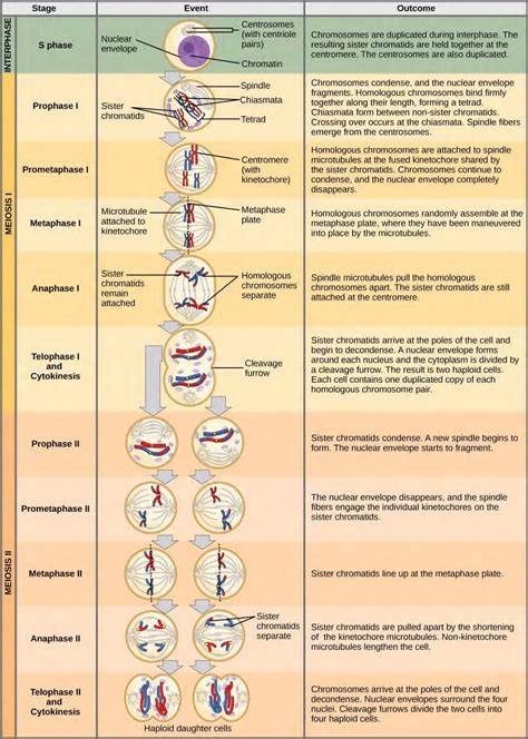 Chapter 7: Mitosis and Meiosis – Human Biology