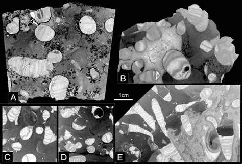 Thin sections of different types of monospecific associations. A.... | Download Scientific Diagram