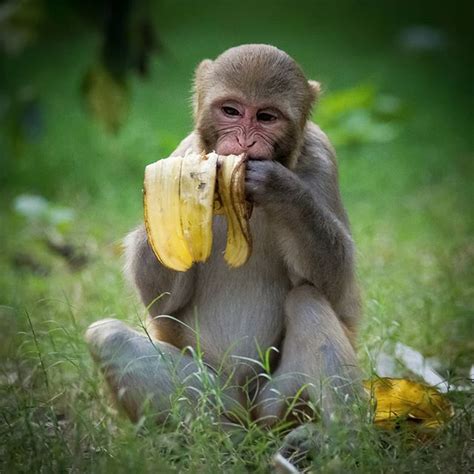 A baby Monkey eating Banana from the Trash 🐒 | Baby monkey, Monkey, Eating bananas