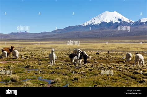 landscape of the Andes Mountains, with snow-covered volcano in the ...