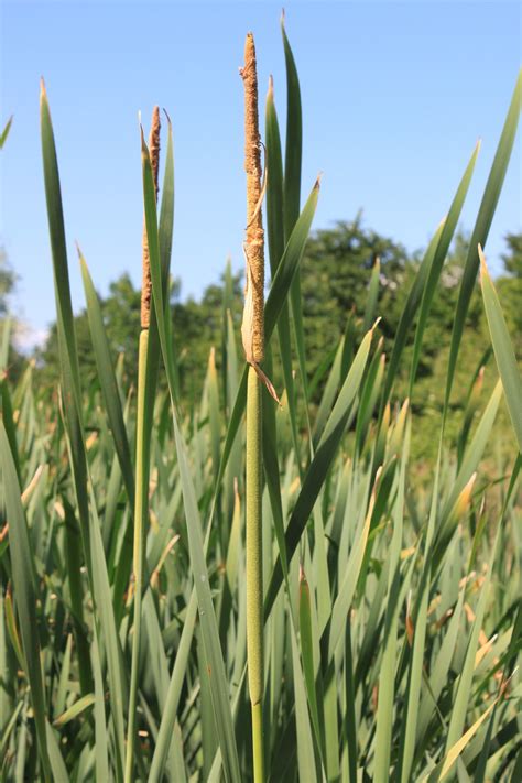 Free photo: Bulrushes, Green, Invasive, Lake - Free Image on Pixabay - 87538