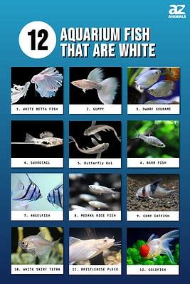 Types of White Fish: 12 Different Aquarium Fish That Are White - A-Z Animals