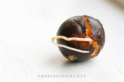 How to Grow an Avocado from Seed (Easy Method) — Empress of Dirt