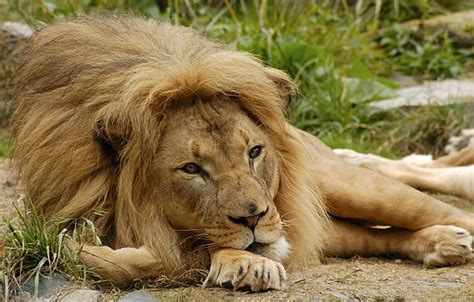 Sad Lion Stock Photos, Pictures & Royalty-Free Images - iStock