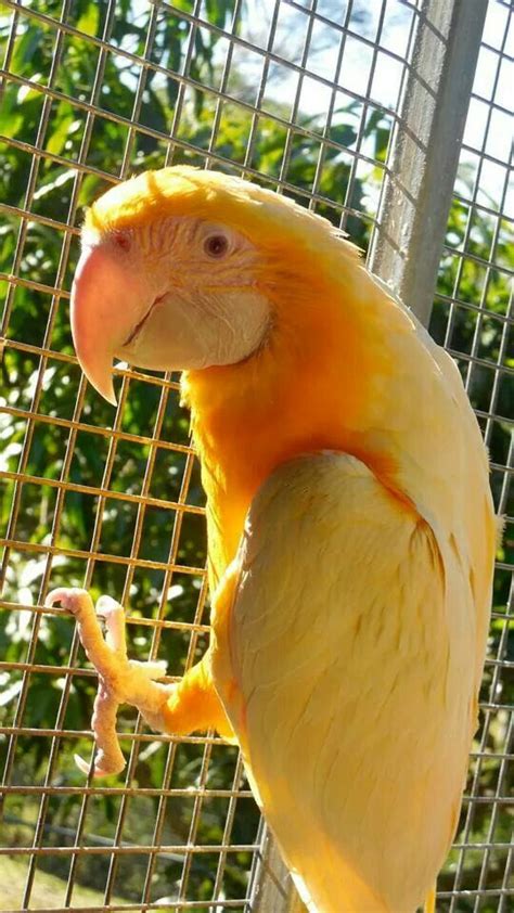 290 best images about parrot mutations on Pinterest | Love birds, Blue ...