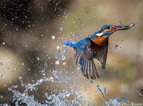 26 Speed Busting Fast Shutter Speed Images | Animals, Kingfisher, Photo