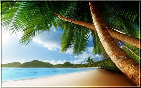 Яндекс.Фотки переехали | Beach wallpaper, Beach wall murals, Palm trees wallpaper