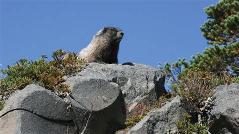 Marmot | rodent | Britannica