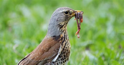 How Do Birds Find Worms? (Complete Guide) | Birdfact