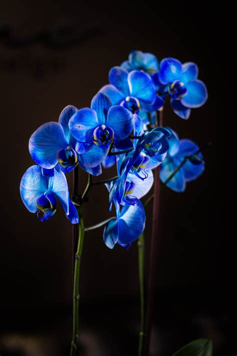 Orquideas Azules