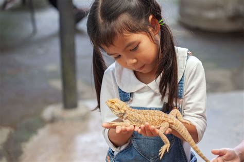 Here are the best pets for kids according to a vet - Moshi