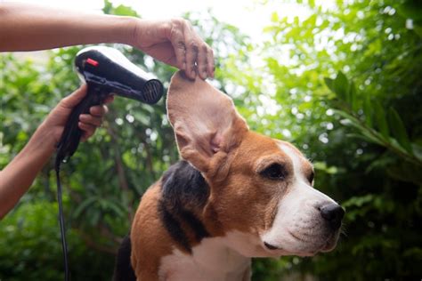 Premium Photo | Cleaning the beagle dog's ears after bathing with a hair dryer