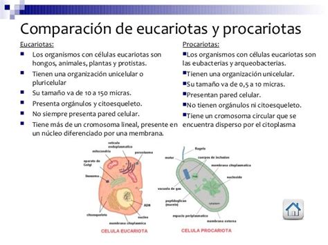 celula eucariota o procariota - Buscar con Google Interactive Science ...