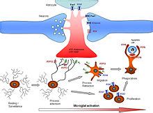 Microglia - Wikipedia