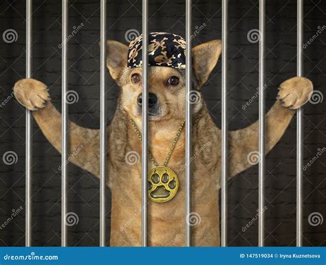 Dog prisoner in jail stock photo. Image of robbery, bars - 147519034