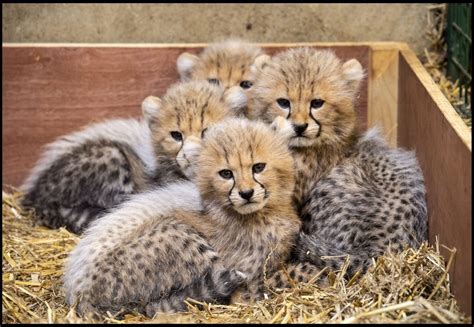 Cheetah cubs make their debut at Longleat | Discover Animals