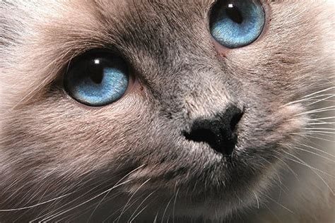 Corneal Laceration in Cats - Symptoms, Causes, Diagnosis, Treatment ...