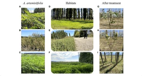 | Study site and herbicide effects on habitat and plants. Panels (A-C ...