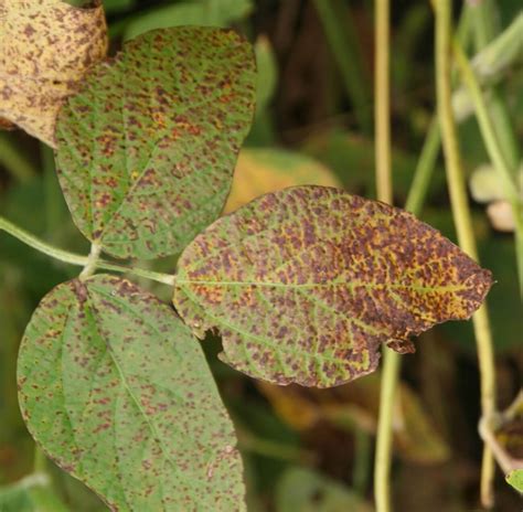 Cercospora Leaf Blight - Soybean Disease - Soybean Research & Information Network - SRIN