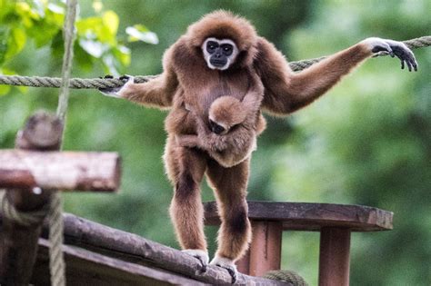 Photo of small gibbon monkey among the most popular in the world for 2019 - VISIT Skopje