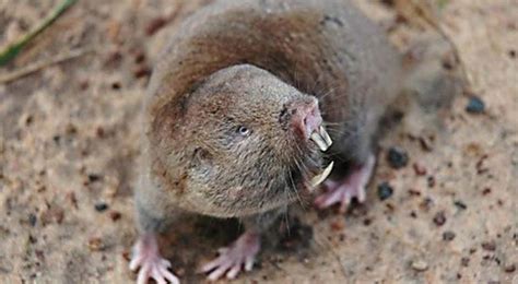 New Species of Giant Mole Rat Discovered in Africa - Softpedia