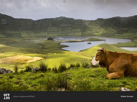 Cow and Caldeirao, Corvo Island, Azores, Portugal stock photo - OFFSET