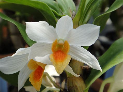 Dendrobium Thai Jasmine, Dendrobium formosum × Dendrobium scabrilingue