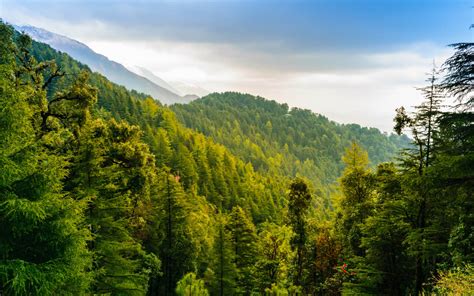 Forests in Pakistan: Location, Covered Area & More | Zameen Blog