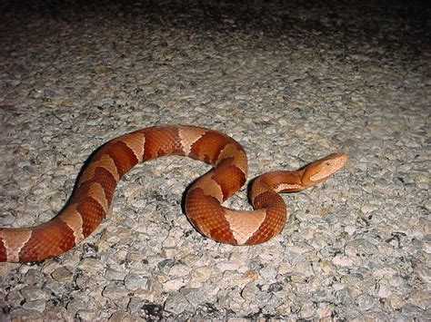 I love all copperheads but the Broad banded copperhead (Agkistrodon contortrix laticinctus) is ...