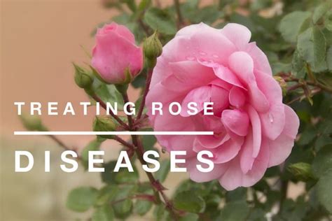 Treating Rose Diseases - Gardening Channel