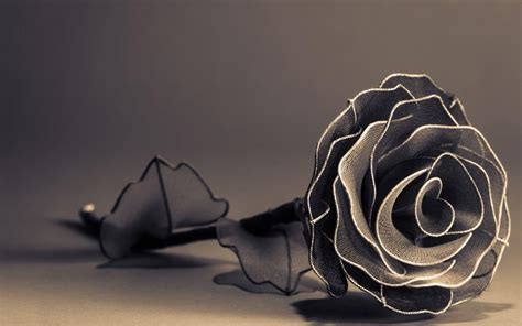 Black And White Rose Wallpapers - Wallpaper Cave