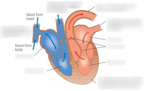 GCSE Biology: heart diagram Diagram | Quizlet