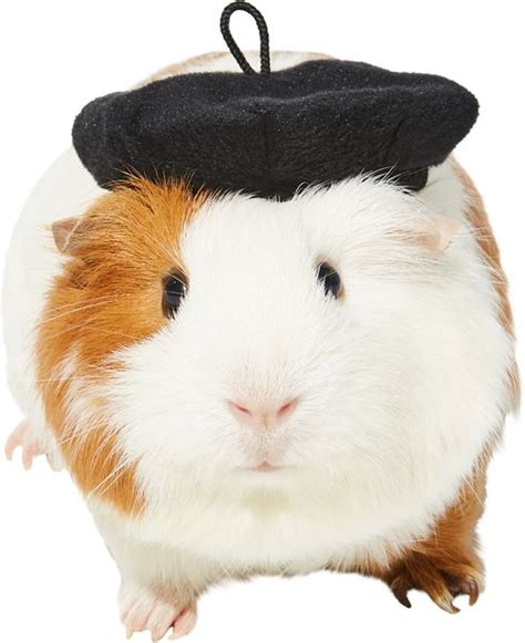 FRISCO French Beret Guinea Pig Costume Hat, One Size, Black - Chewy.com