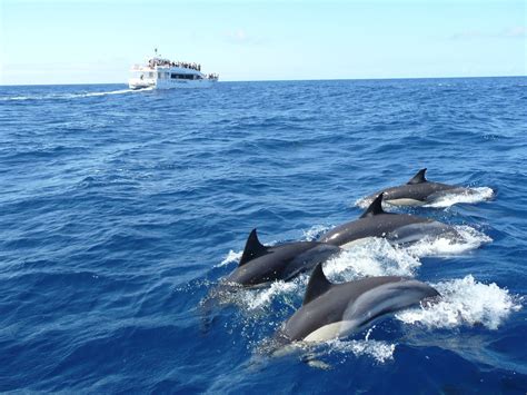 Mirissa Whale Watching – on the map, prise | Sri Lanka Finder