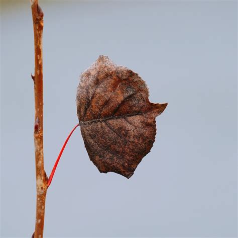 Premium Photo | The beautiful brown tree leaves in the nature