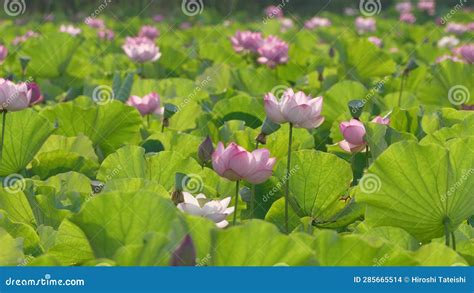 Lotus Flower Pond at Sensyu Park in Akita, Japan Stock Footage - Video ...