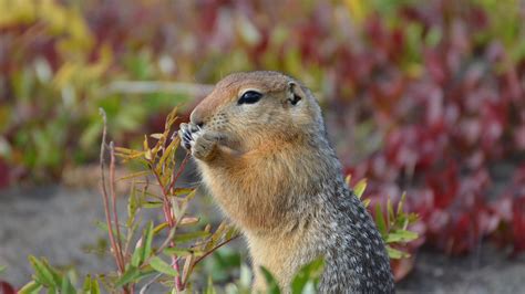 Arctic ground squirrels changing hibernation patterns