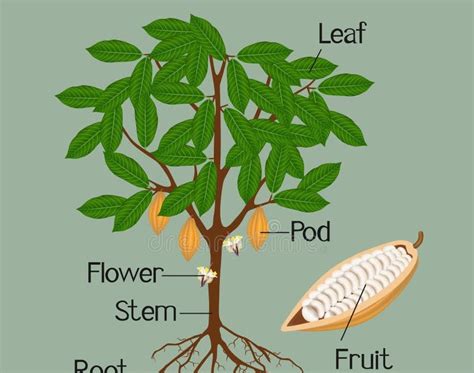 Le cacao à la Côte d'Ivoire: 1. Cocoa: Plant Anatomy and Morphology